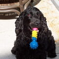 Engelse Cocker Spaniel