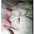 Puppy op komst 