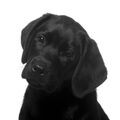 Labrador