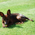 Dwergpinscher