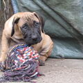 Dogo Canario