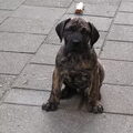 Dogo Canario