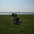 Basset Artesien Normand
