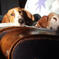 Basset Artesien Normand