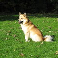 IJslandse Hond