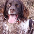 Duitse Staande Hond, Langhaar