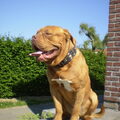 Bordeauxdog