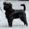 Affenpinscher