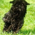 Affenpinscher