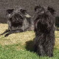 Affenpinscher