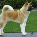 Great Japanese Dog
