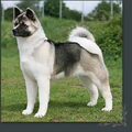 Great Japanese Dog