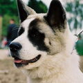 Great Japanese Dog