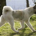 Great Japanese Dog