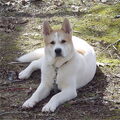 Great Japanese Dog