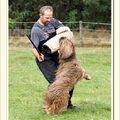 Briard