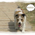 Jack Russell Terrier