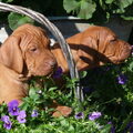 Vizsla (Hongaarse staande hond)