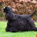 Amerikaanse Cockerspaniel