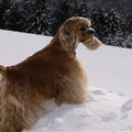 Amerikaanse Cockerspaniel