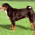 Appenzeller Sennenhond