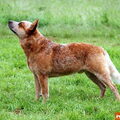Australian Cattle Dog