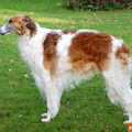 Barzoi