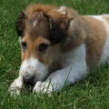 Barzoi
