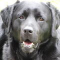 Labrador