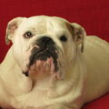 Engelse Bulldog