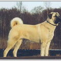Anatolische herder