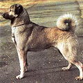 Anatolische herder