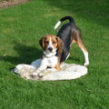Beagle