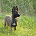 Mechelse Herder