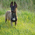 Mechelse Herder