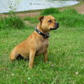 Staffordshire Bull Terrier
