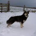 IJslandse Hond