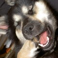 IJslandse Hond