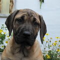 Dogo Canario