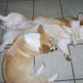 ongeneerd liggen slapen ja dat kunnen onze corgi's
Lieneke roeterdink kennel van de golden goodtimes 