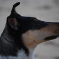 Schotse Herdershond, Korthaar
