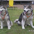 Alaskan Malamute