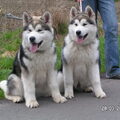 Alaskan Malamute