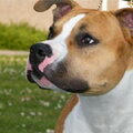 American Staffordshire Terrier