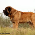 Old English Mastiff