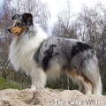 Sheltie