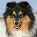 Sheltie