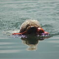 Lagotto Romagnolo