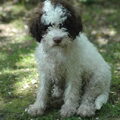 Lagotto Romagnolo