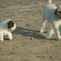 Lagotto Romagnolo